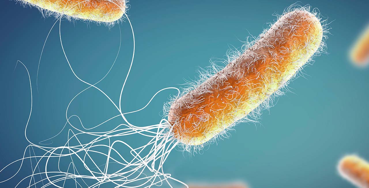an image of bacteria that cause infections
