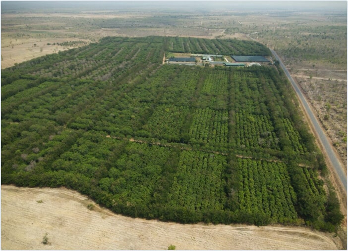 photo of a 300-hectare plantation with cacao trees