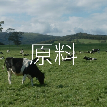 奶牛在牧场上自由吃草的照片