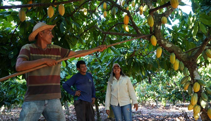 Sustainable Cocoa Means Knowing Your Growers