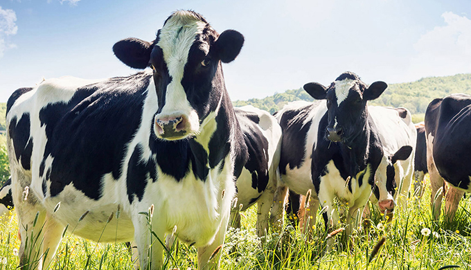 photo of Cows