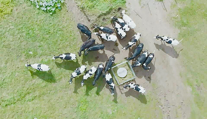 photo of Innovative Feeding Strategies for Cows