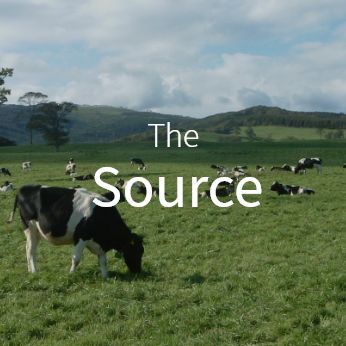 Photo of Cows grazing freely on a pasture.