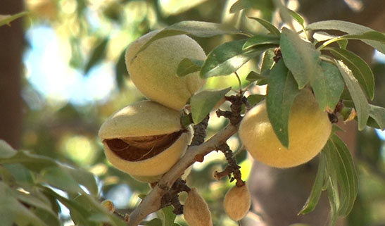 Photo of almond nuts on an almond tree.