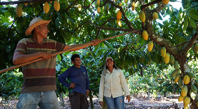 Sustainable Cocoa Means Knowing Your Growers