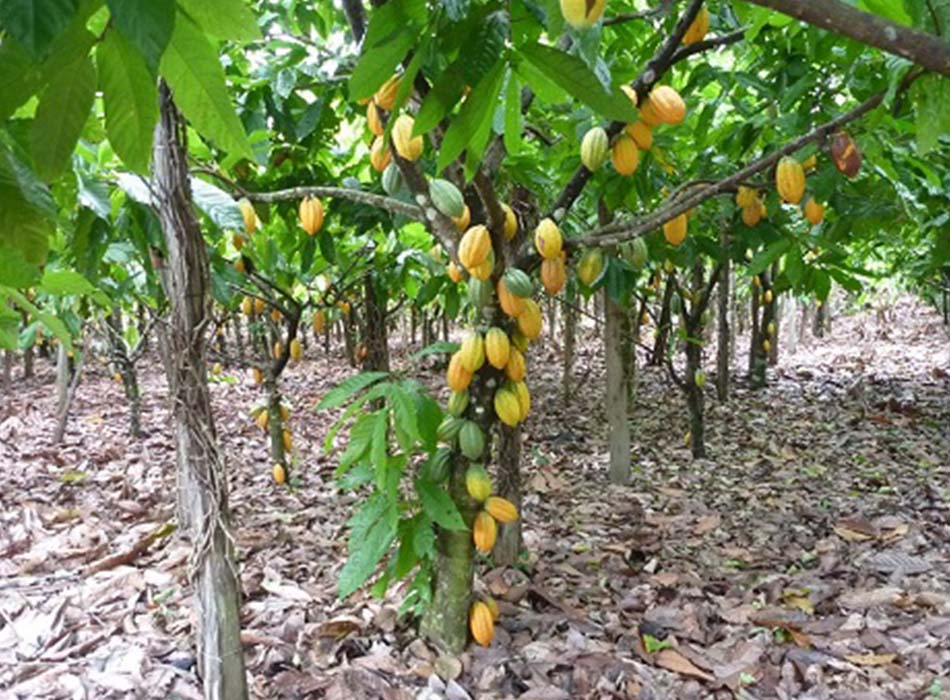 photo of a cocoa tree