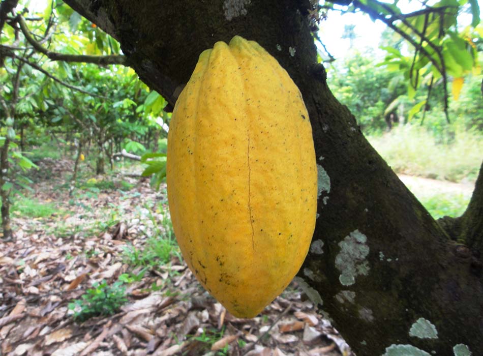 photo of a cocoa pod