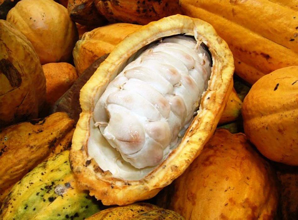 photo of cocoa beans