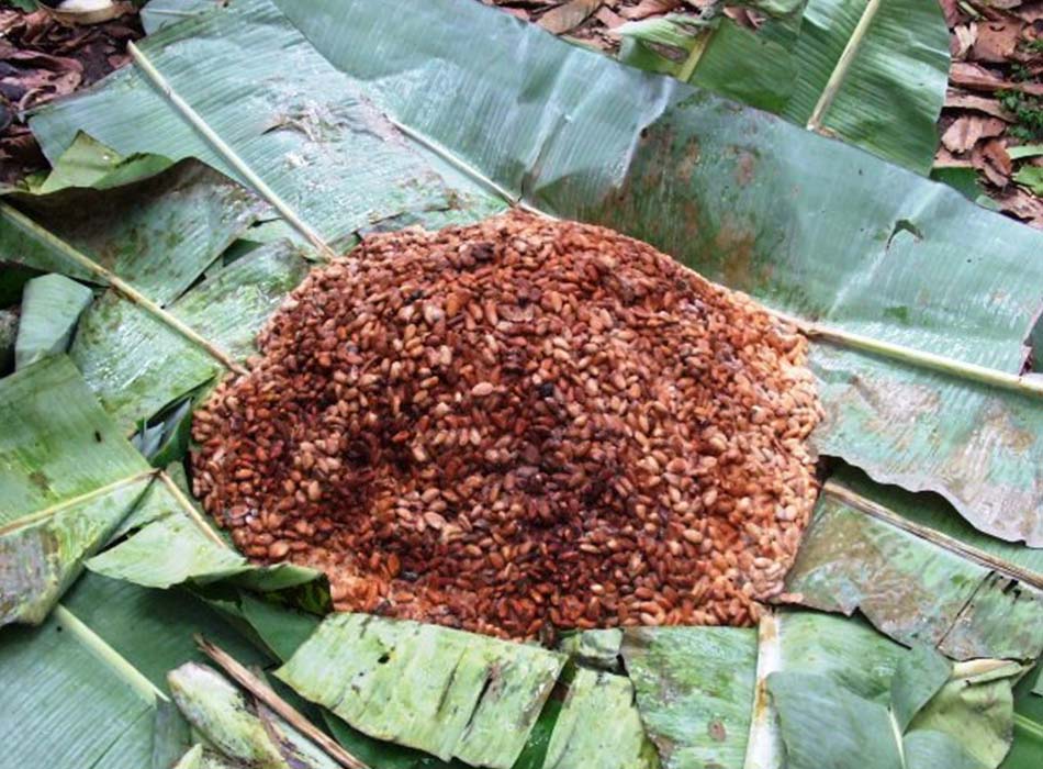 photo of cocoa pulp