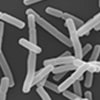 PA-3 Lactic Acid Bacteria Research