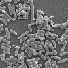 MI-2 Lactic Acid Bacteria Research