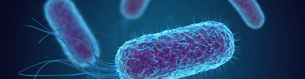 an image of bacteria that cause infections