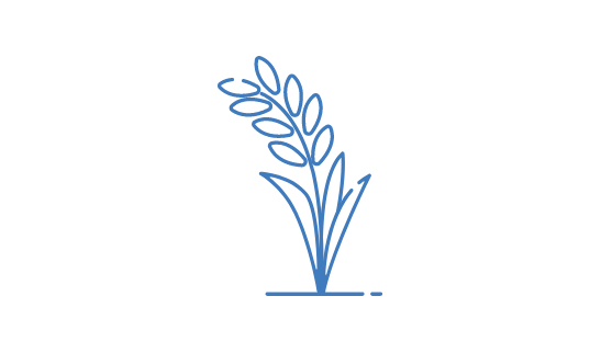 an illustration image of rice plant