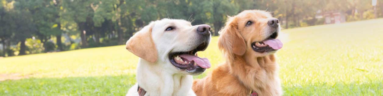 a photo of two dogs