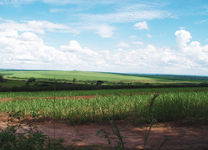 Photo: Brazilian test site using Afidopyropen