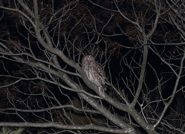 Photo: Ural owl