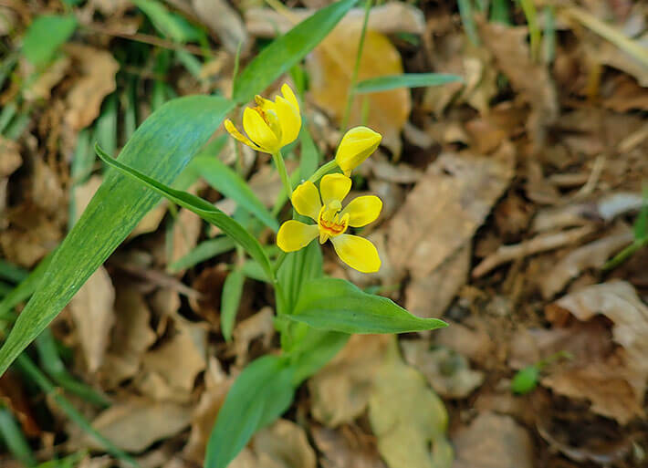 Photo: Golden orchid