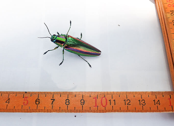 Photo: Jewel beetle