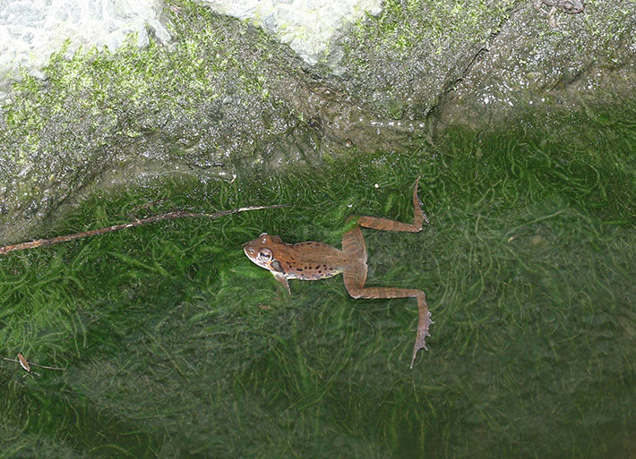 Photo: Montane brown frog
