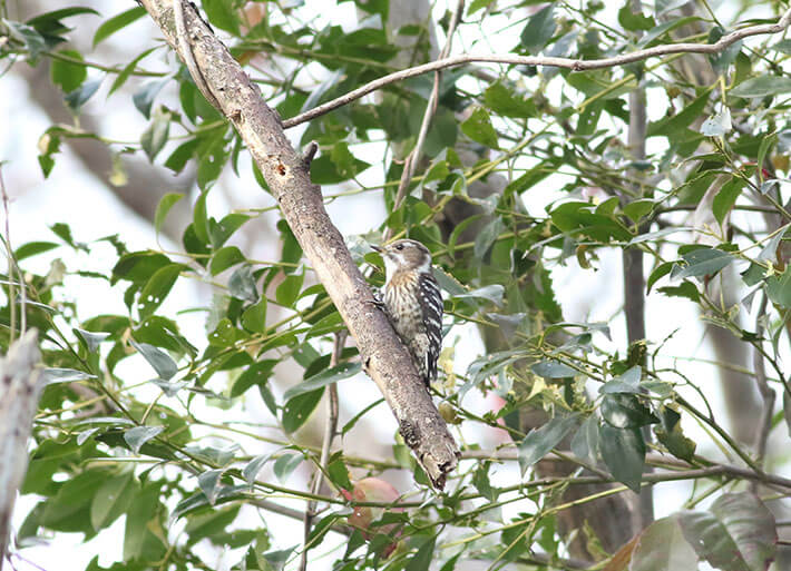 Photo: Japanese pygmy woodpecker