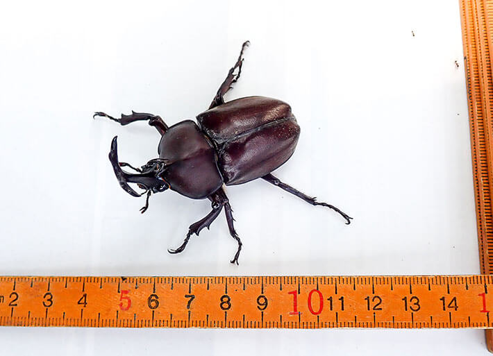 Photo: Japanese rhinoceros beetle