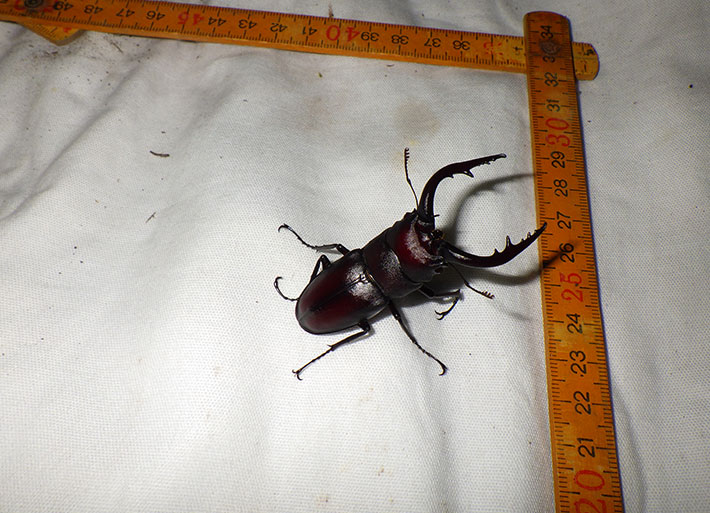 Photo: Stag beetle