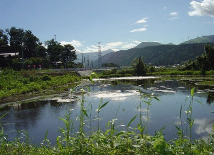 Photo: field flooding project