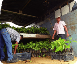 Distribution of seedling