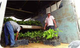 Distribution of seedling