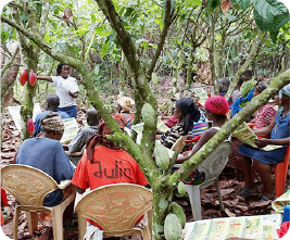 Training School on cocoa farms