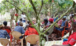 Training School on cocoa farms