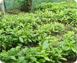 Cocoa seedling center