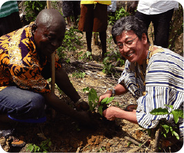 Cocoa seedling planted on a village farm