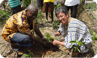 Cocoa seedling planted on a village farm