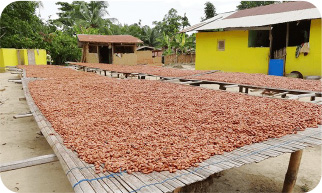 Drying cocoa