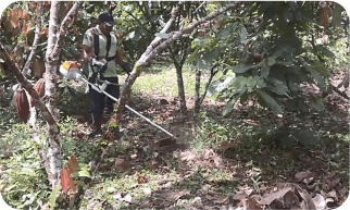 Weeding with equipment borrowed in the bank