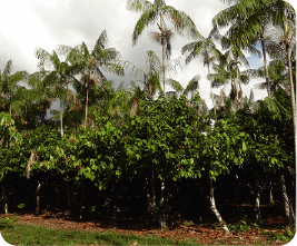 Agroforestry plantation