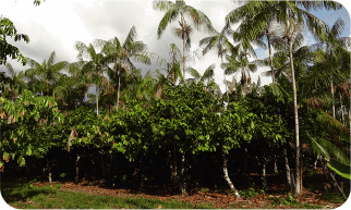 Agroforestry plantation