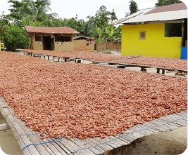 Drying cocoa