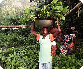 Farmers receiving seedlings