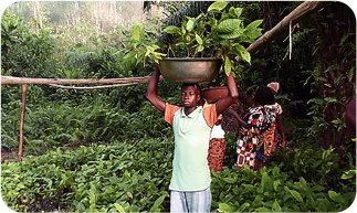 Farmers receiving seedlings