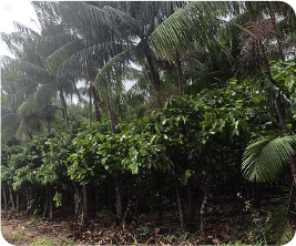 Agroforestry plantation
