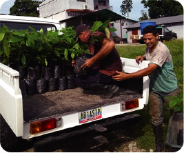 Loading seedling