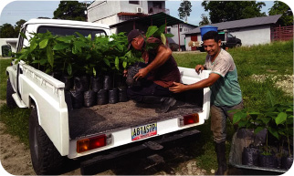 Loading seedling