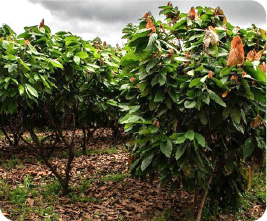 Cocoa plantations
