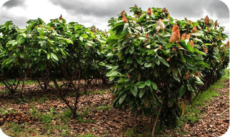 Cocoa plantations