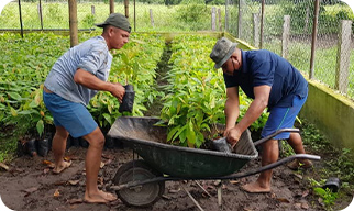 Tree-planting operations in farms