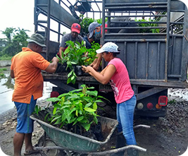 Transportation of seedling