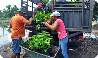 Transportation of seedling