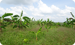 Agroforestry and cocoa test farms (Block 1)
